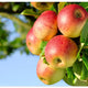 Phloretin (CAS 60-82-2, 98%): Premium Apple-Derived Cosmetic Ingredient for Bright & Radiant Skin
