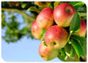 Phloretin (CAS 60-82-2, 98%): Premium Apple-Derived Cosmetic Ingredient for Bright & Radiant Skin