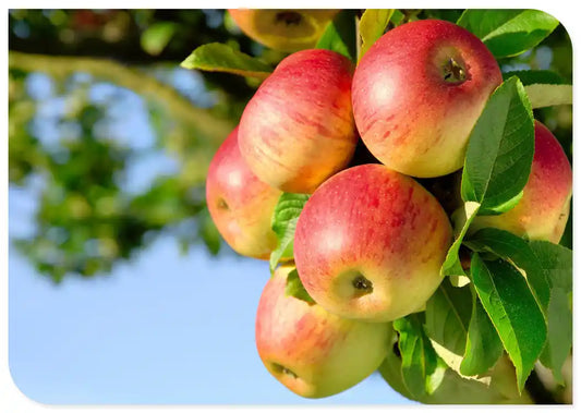Phloretin (CAS 60-82-2, 98%): Premium Apple-Derived Cosmetic Ingredient for Bright & Radiant Skin