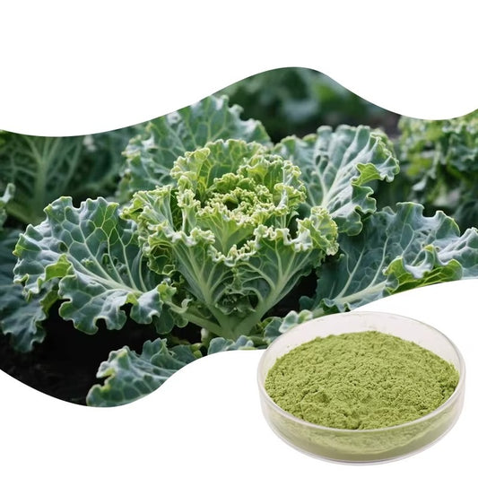 Food Grade 100% Green Vegetable Kale Powder Additive Packaged in Drum