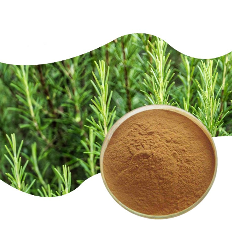 Factory Direct Natural Food Grade 10% 98% Rosemary Leaf Extract Powder 10:1 Carnosic Acid