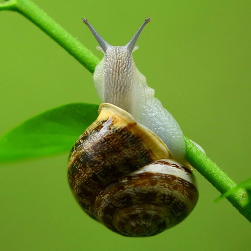Food Grade Cosmetic Raw Materials for Natural Snail Slime Extract